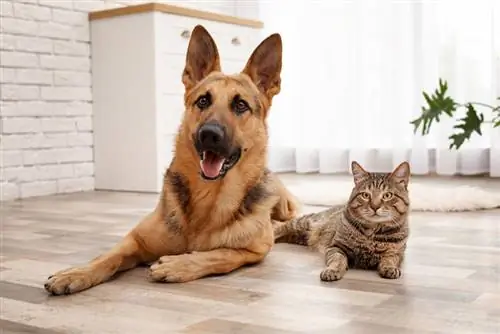 Katze und Hund liegen auf dem Boden