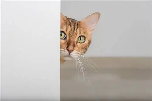 un chat qui regarde par la porte ouverte