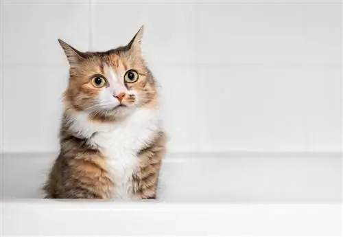 Chat assis dans la baignoire