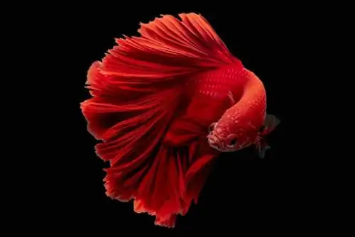 Meer dan Half Moon Betta Fish