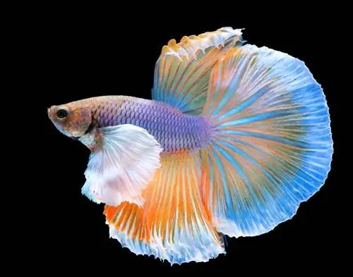 feathertail betta vis op zwarte achtergrond