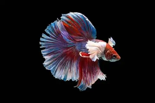 Joka Scale Betta Samaki