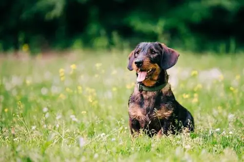 dachshund berambut kawat