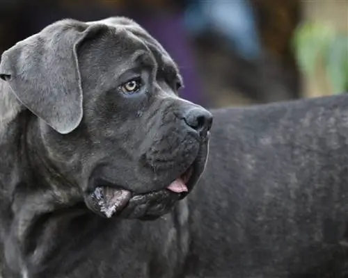 Neo Daniff (napolitansk mastiff & Great Dane Mix) Info, bilder, fakta & Pleie