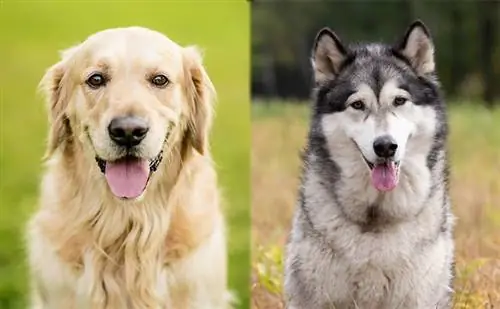 Alaskan Goldenmute (Alaskan Malamute & Golden Retriever Mix): informacje, zdjęcia, charakterystyka & Fakty