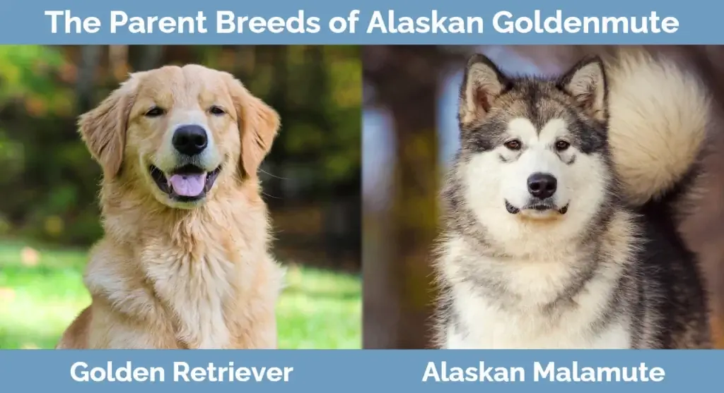 Die ouer rasse van Alaskan Goldenmute