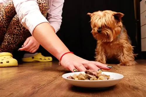 Il cane Yorkshire Terrier non vuole mangiare cibo per cani