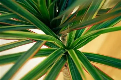 Κινηματογράφηση σε πρώτο πλάνο του φυτού Dracaena