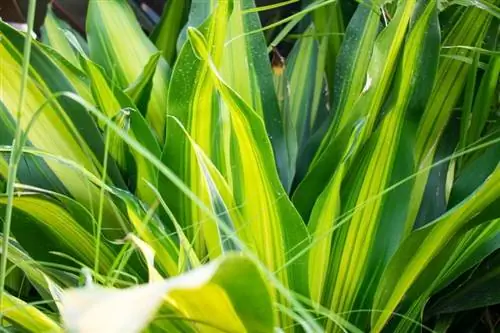 Is Dracaena giftig voor katten? Uw kat veilig houden