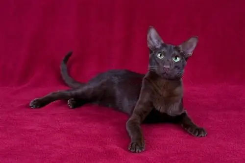 Qırmızı fonda oriental shorthair havana