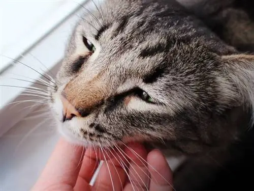 sahibi tarafından evcilleştirilirken mırıldanan kedi