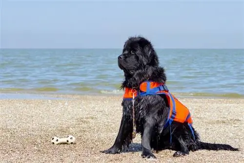 newfoundland hund på stranden