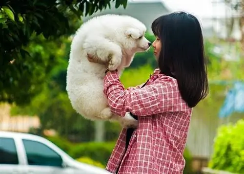 samoyed