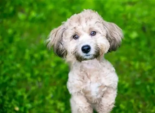 Akita Poodle përzierje aki poo