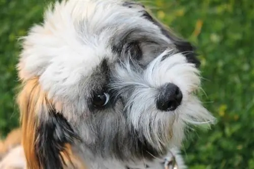 Havanese it zoti haqida ma'lumot