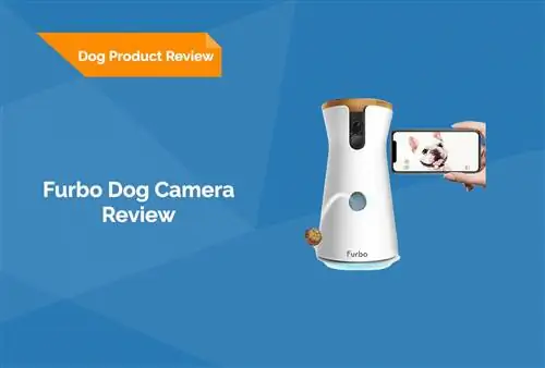 بررسی دوربین Furbo 360° Dog 2023: مزایا، معایب & حکم