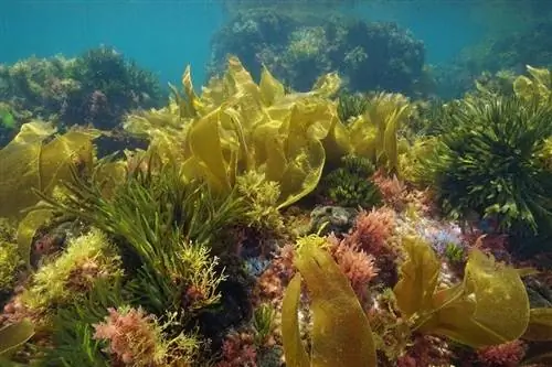 marine-algae-underwater-in-the-Atlantic-ocean_Damsea_shutterstock