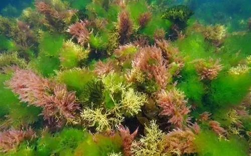 S altwater Algae: Mga Benepisyo, Mga Epekto & Paano Pamahalaan (Na may mga Larawan)