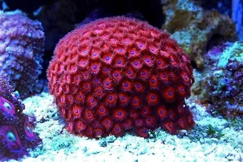 zoanthus-polypes-colonie-corail_Vojce_shutterstock