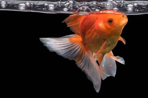 Goldfish-eating_Waraphorn-Aphai_shutterstock