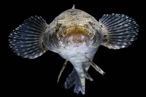 نعسان رخامي نائم goby_In-Laos_shutterstock