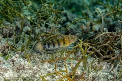 Uyuyan-Banded-goby_Gerald-Robert-Fischer_shutterstock