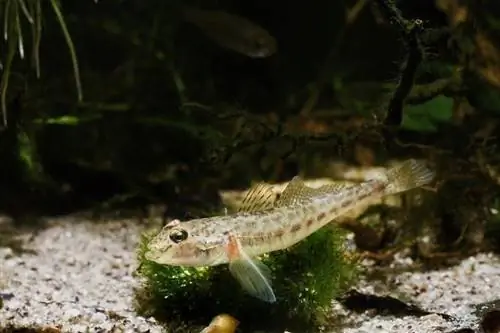 قرد- goby_Aleron-Val_shutterstock