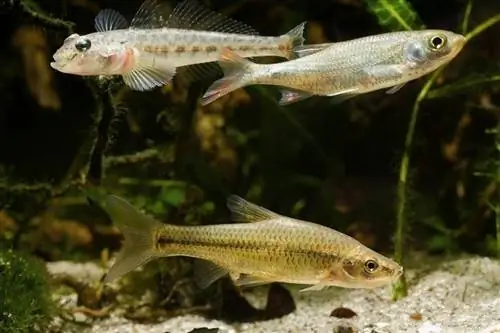 9 είδη Goby του γλυκού νερού για το ενυδρείο σας (με εικόνες)