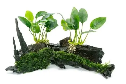 Anubias-barteri-aquarium-plants_Praisaeng_shutterstock