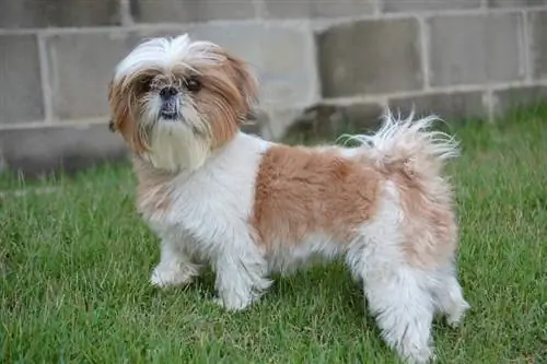 Shih Tzu caminant a l'aire lliure