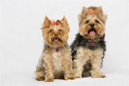 yorkie hunde