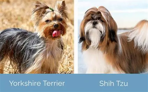 Yorkshire Terrier vs Shih Tzu side om side