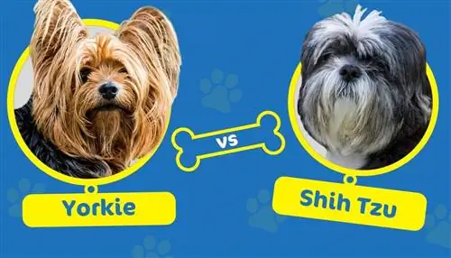 Yorkie vs. Shih Tzu: Hvilken hund er riktig for deg? (Med bilder)