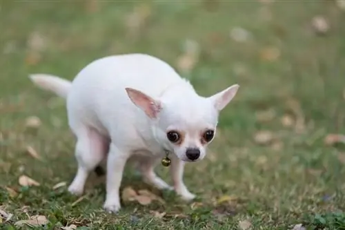 chihuahua haciendo caca_Shutterstock_CHUDEACH SATIT