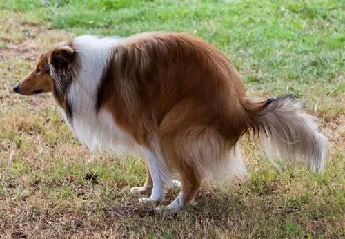 rough collie se cacă pe iarbă