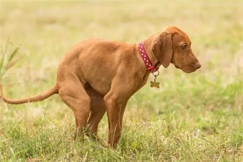 المجرية vizsla الكلب أنبوب في الحديقة الخضراء