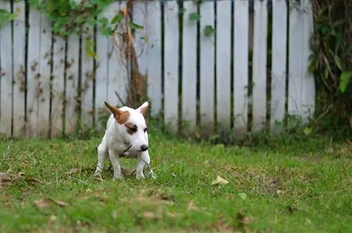 Pas ima dijareju, ali se ponaša dobro? Veterinarski recenzirani savjet & FAQ