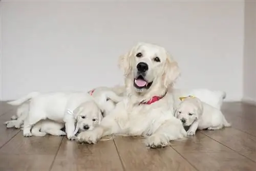 dhahabu retriever mbwa na puppies ndani ya nyumba