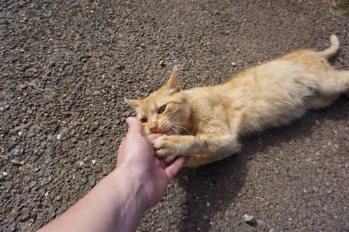 gatto che rosicchia sulla mano dell'uomo