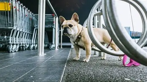 Cane fuori dal supermercato