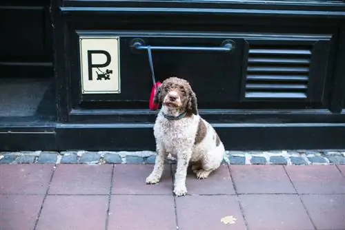 simpatico cane riccio in attesa fuori dal parcheggio per animali domestici del negozio