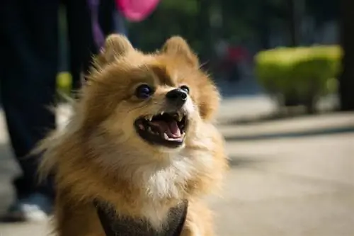 galen pomeranian hund skäller på gatan