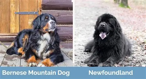 Bernese Mountain Dog vs Newfoundland