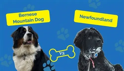 Berner Sennenhund vs Newfoundland: Hvilken er riktig for meg?