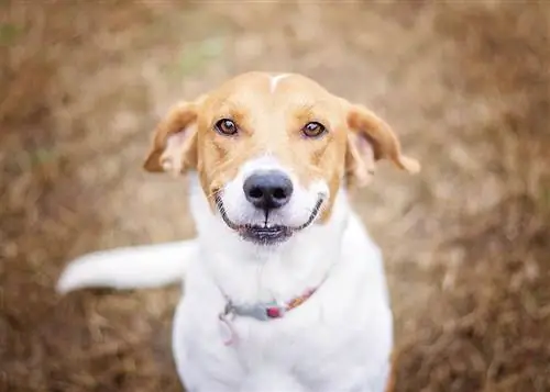 Come insegnare a un cane a sorridere - 5 consigli degli esperti