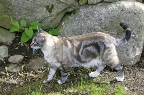 marmar bengal mushuki