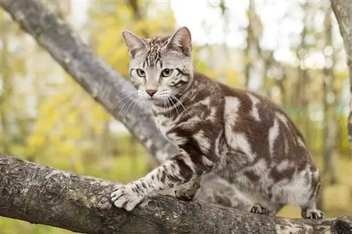 Daraxtdagi marmar Bengal mushuki