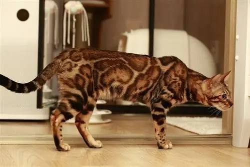 Mèo Bengal