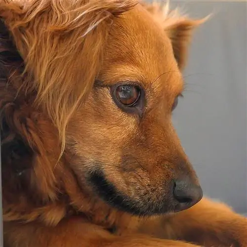 primo piano cane con baffi sopraorbitali