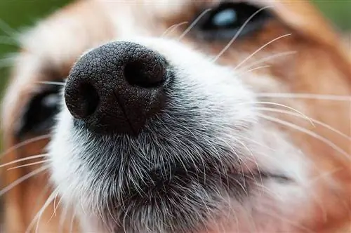 bigotes de perro de cerca